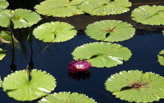 A water garden featuring small green waterlilies. 