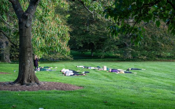 A group of people laying on a green patch of grass, performing yoga.