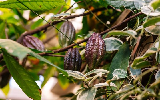 Cacao pods growing in a tree.