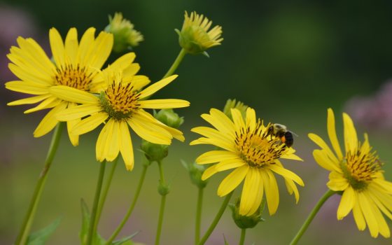 Bright yellow flowers blooming in a garden with a bee in the center of one flower.