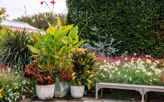 An outdoor luch garden in summertime, with vibrant blooms and a wooden bench. 