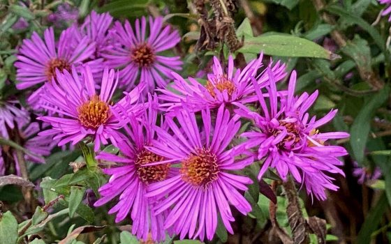 Purple flowers blooming in a meadow.