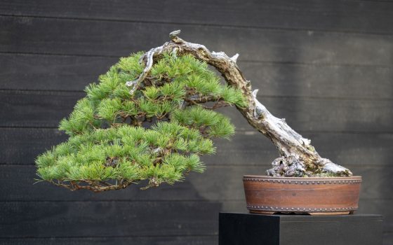 A bonsai in a terra cotta pot with its branches sweeping right.