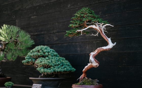 Three bonsai on display against a black backdrop.