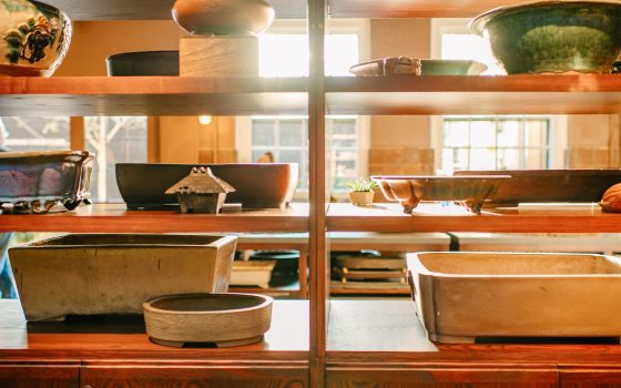 Shelves bathed in sunlight, holding bonsai pots. 