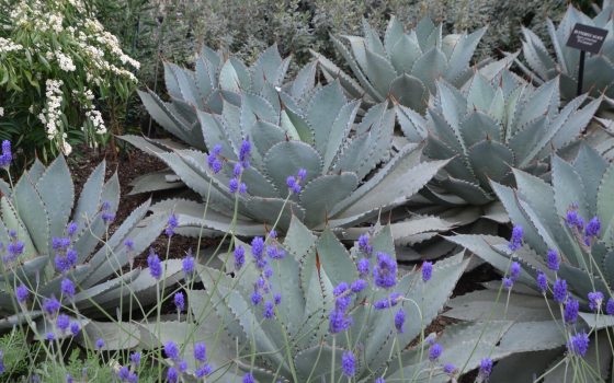 Agave with a purple tint growing in mass in a garden.