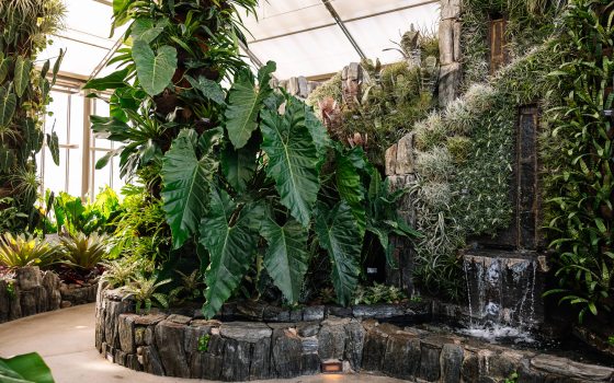 A pathway winds through a lush tropical indoor garden with waterfalls.