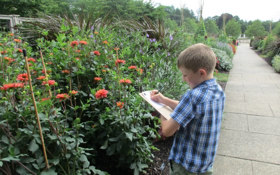 A child in a short-sleeved blue-checkered stands and sketches tall bright orange blossoms along an outdoor garden path.