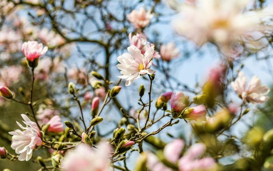 Pink and white magnolia blooms against a blue sky.