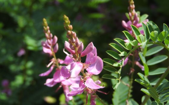 An indigo plant featuring tall purple spike-like flowers.
