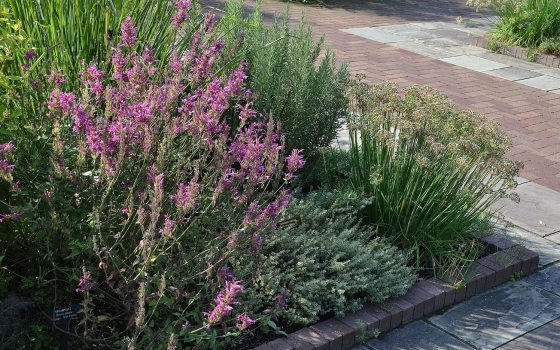 A herb garden in full bloom. 