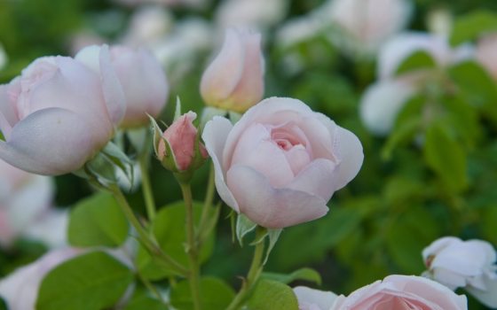 Light pink roses growing in clusters on a rose bush.