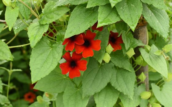 A vine featuring green foliage and a cluster of red flowers. 