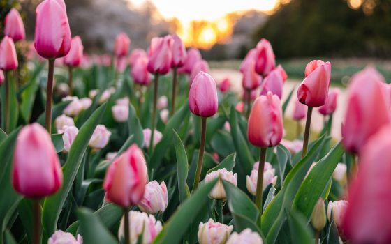 Closeup of bright pink tulips amid green leaves, with golden sun on the horizon.