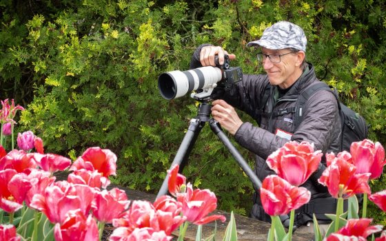 A person photographing tulips with a long lens camera on a tripod.