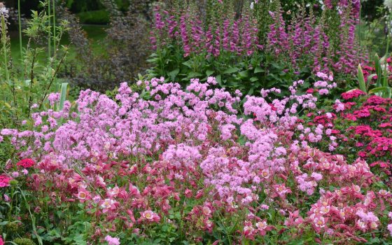 A lush, late-spring flower bed featuring a variety of red and pink flowers.