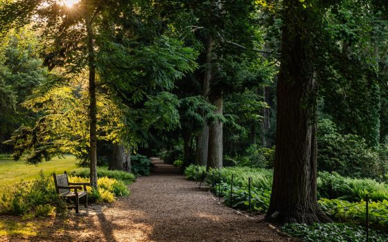 A forest with a mulch path going between large trees, in summer.