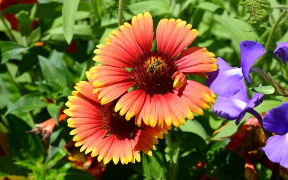 A bright orange and yellow flower, surrounded by purple flowers, in a garden bed.