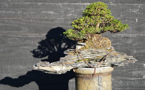 A bonsai resting on a pedestal in an outdoor garden.