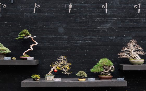 Seven bonsai trees are displayed on shelves across a black wood backdrop. 