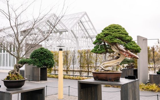 Bonsai trees sit on pedestals in an outdoor display with a glass greenhouse in the background. 