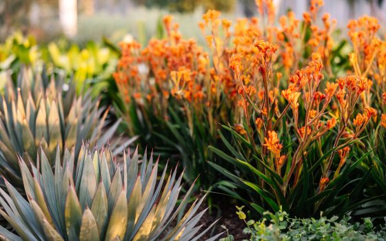 Bright orange flowers growing next to an agave plant in a garden bed.