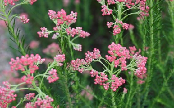 Small pink flowers and green foliage