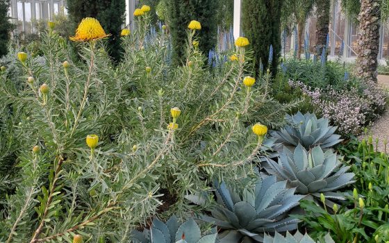 Large yellow and orange blooms