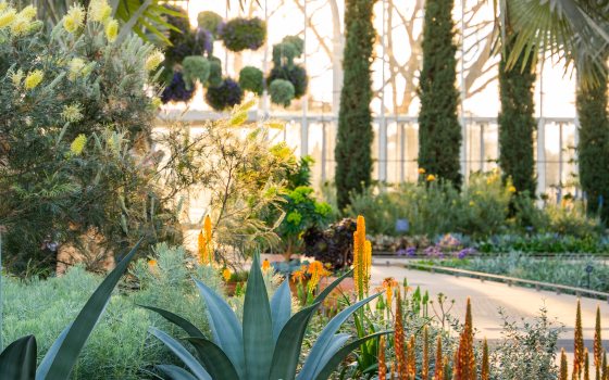 An indoor walkway passes between gray-green foliage and spikes of orange blooms in the foreground, and hanging baskets and four tall thin cypress trees in the background, sunlit through conservatory windows.