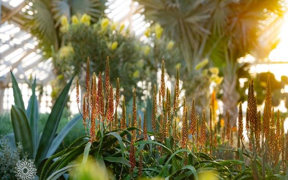 An indoor plant conservatory, featuring tall palms, and sunlight streaming in from the right side of the image.