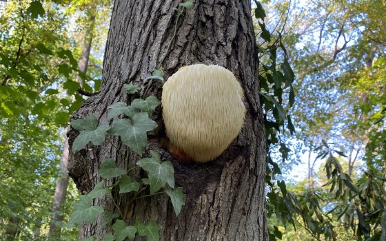 Lion's mane mushroom growing from tree trunk 