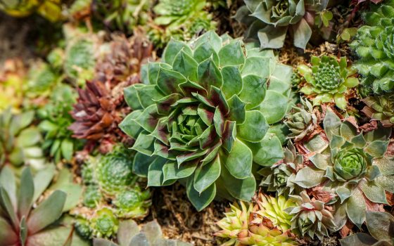 Variety of succulents