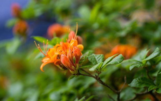 Closeup of bright orange flower amid green foliage.