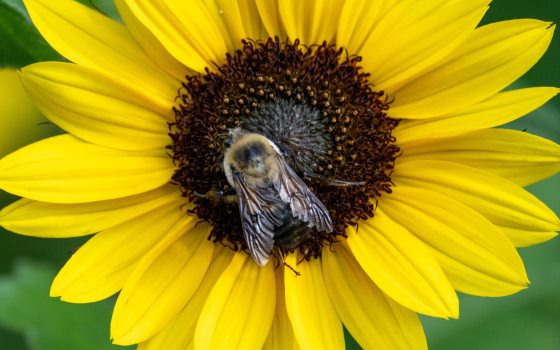 Bee on yellow sunflower
