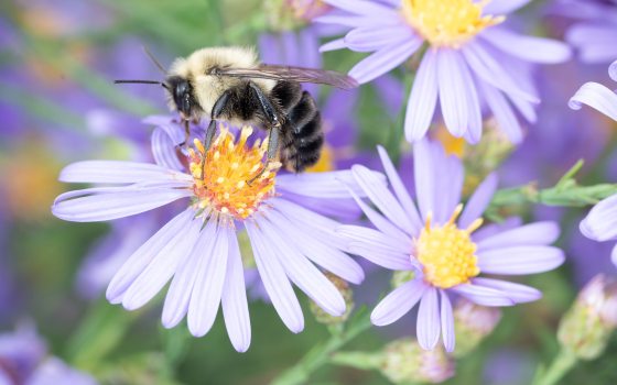 Yellow bee on purple aster flower 