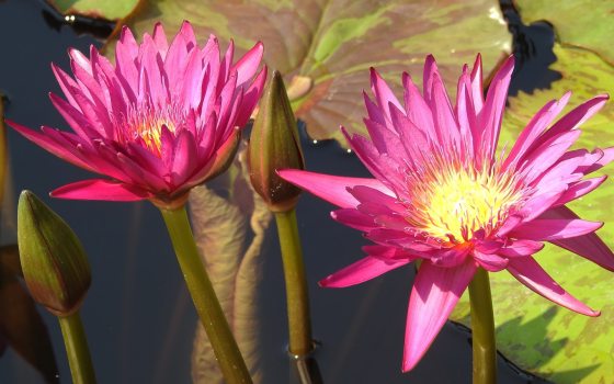 Two pink waterlily blooms in a pond.
