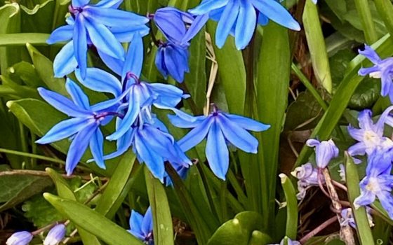 Small, deep blue to purple downward facing flowers