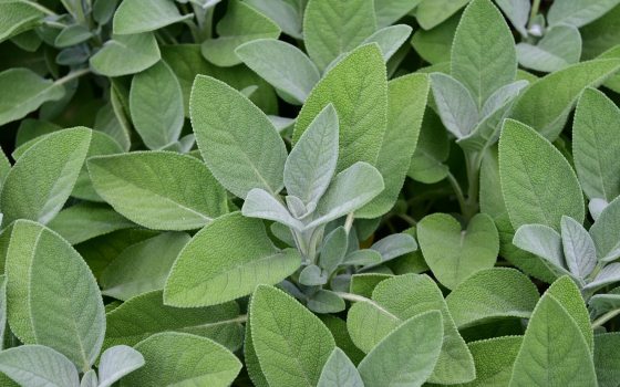 Garden Sage.jpg