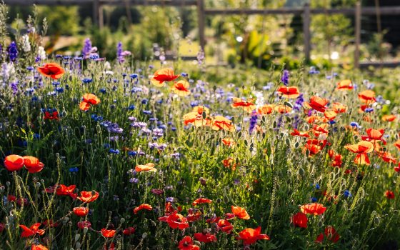 A lush garden of blooming summer flowers in a variety of heights and colors.