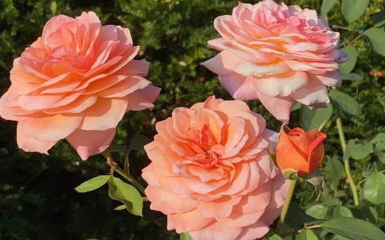 Three peach color roses growing on a bush.