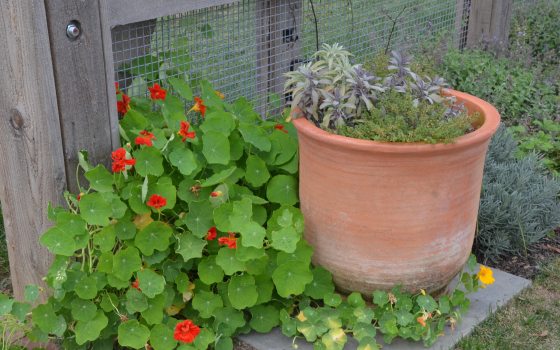 Nasturtium and Terra Cotta planter with herbs in the Ornamental Kitchen Garden