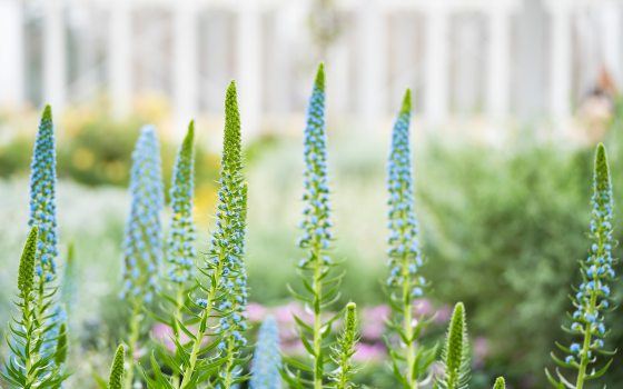 Spikes of blue flowers stand out amidst a backdrop of green foliage and windows. 