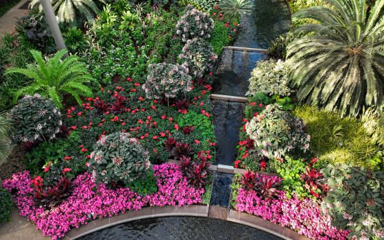 An overhead image of the East Conservatory at Longwood Gardens, featuring bright pink flowers, ferns, and palms. 