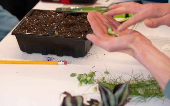 A person's hands sorting seeds, preparing to plant them in plastic starter pots.