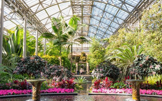 An interior view of a lush conservatory at Longwood Gardens with a pool of water in front lined with pink blooms and green plants ranging in height from floor to ceiling. 