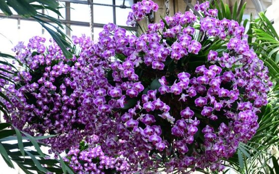 Large hanging baskets with purple orchid flowers