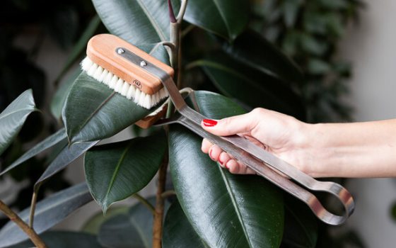 A person cleaning plant leaves with a brush.