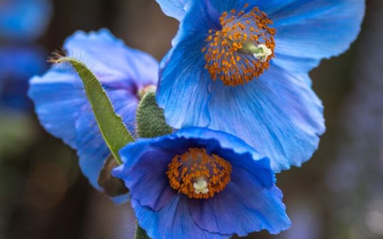 Single blue flower with orange stamens