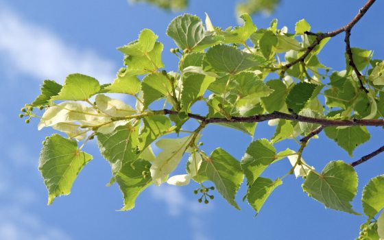 A branch full of bright green leaves of Tilia cordata against a blue sky. 