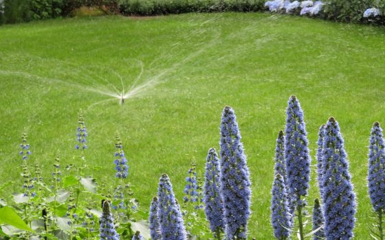 A sprinkler in the middle of a lush green lawn, surrounded by garden beds.